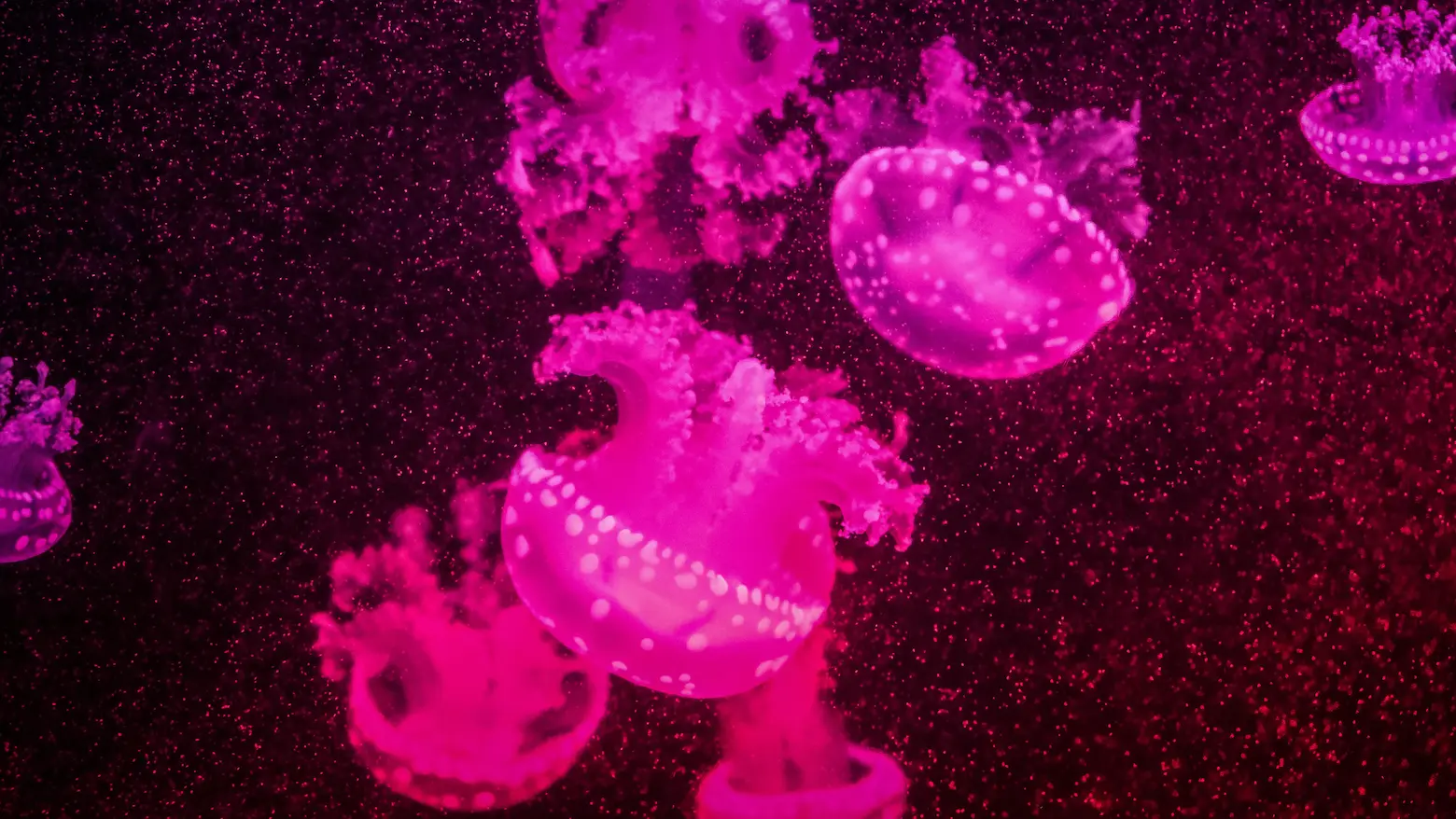 a jellyfish tank lit up with bright pink light.